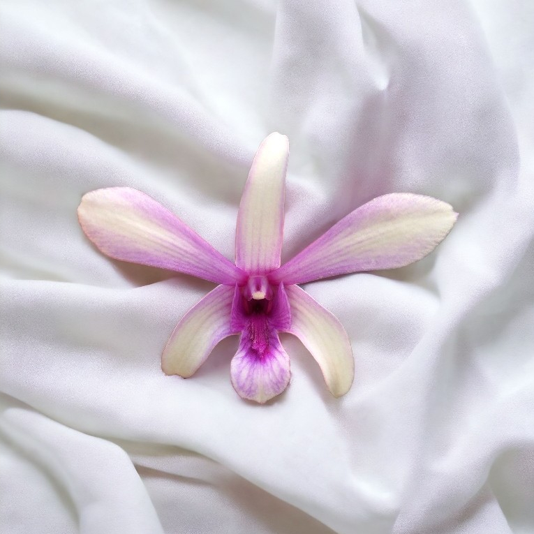 Anggrek Dendrobium Caesar X Sanan White #1 Dewasa Spike Knop Bunga Big Kode CSNW1