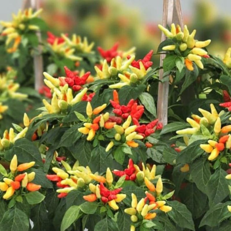 20 Biji Benih Cabai Rawit Prentul Bibit Cabe Bergerombol