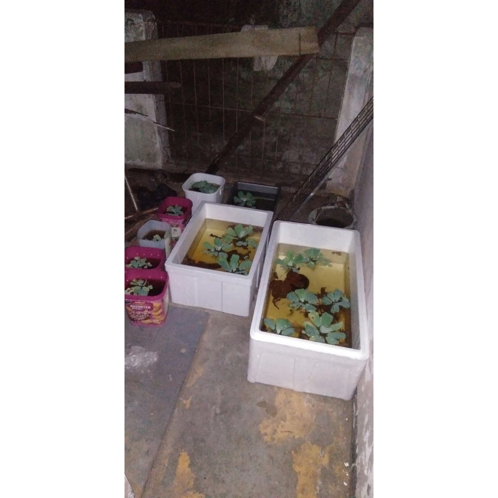 Styrofoam Box 10 Kg 55 X 40 X 27 Cm Vegetable Box 10Kg / Box Buah / Box Sayur / Box Es Batu / Box