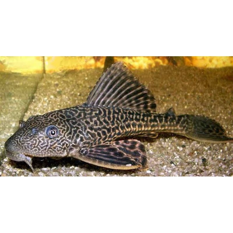 Ikan Sapu - Sapu Hitam