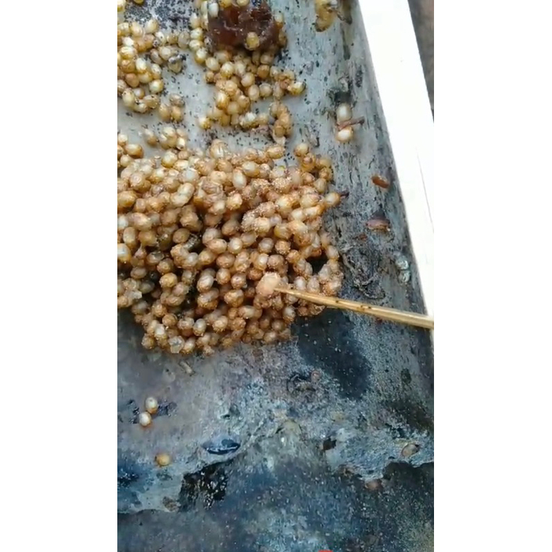 

Telur Ratu kelanceng Trigona