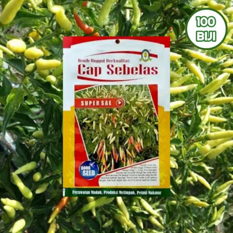 100 Biji Benih Cabe Super Sae | Benih Sayuran | Benih Tanaman