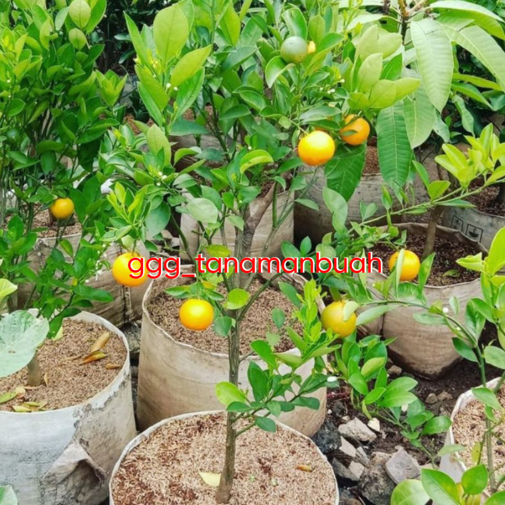 Mokilo43 Bibit Jeruk Kasturi/Es Sudah Berbuah Spesial