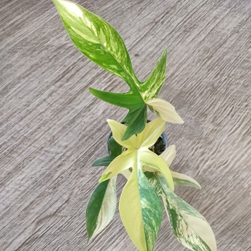 Florida beauty variegata
