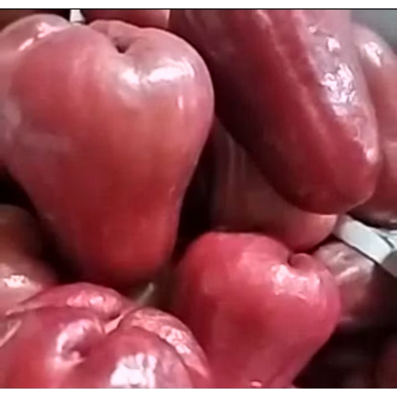 

jambu citra 1kg-½kg