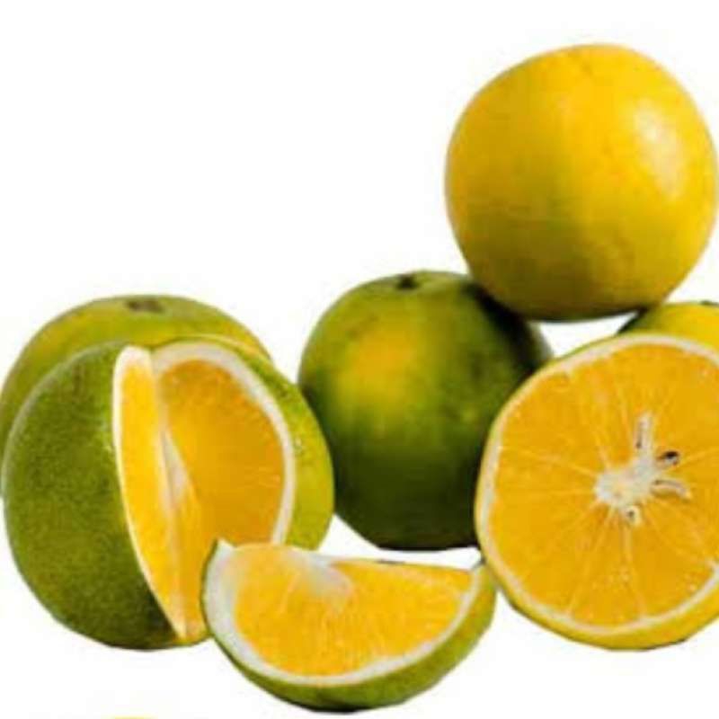 Bibitan Jeruk Baby Java okulasi