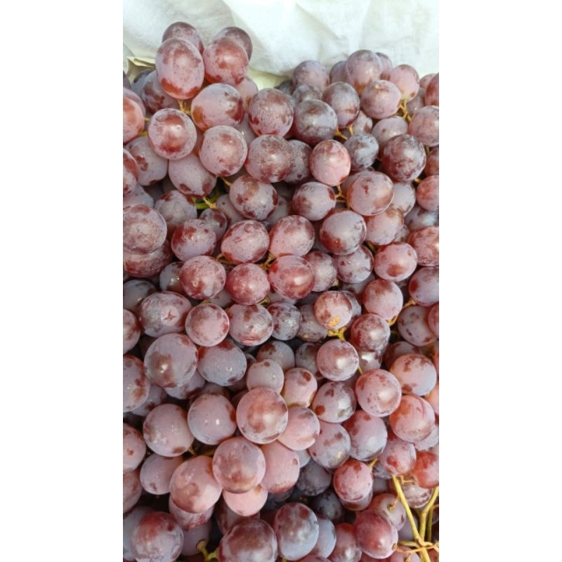 

PROMO Buah Anggur Red segar 1kg