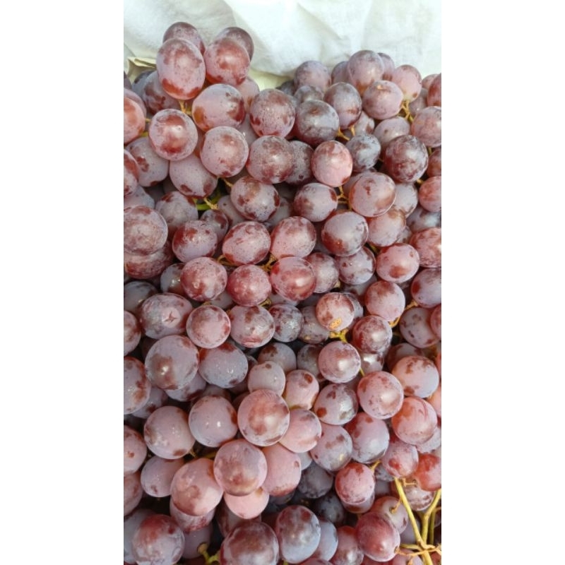 PROMO Buah Anggur Red segar 1kg