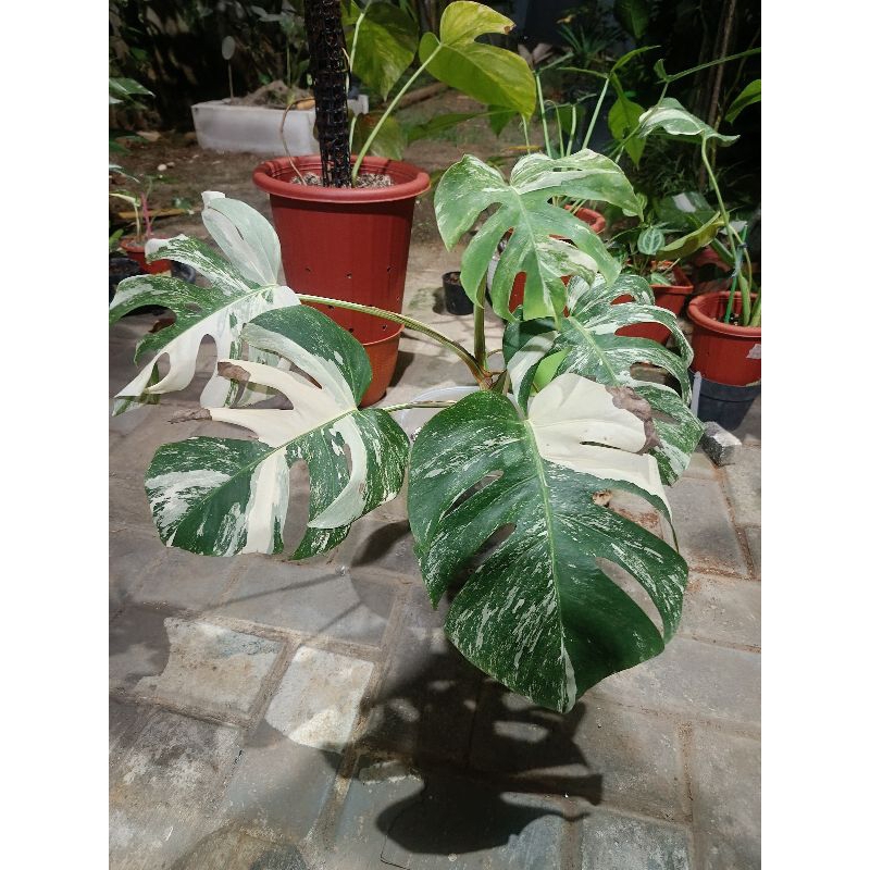 Monstera Varigata marble