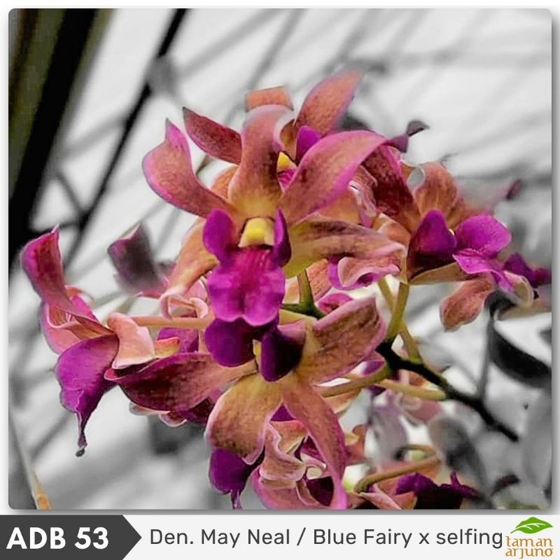 Anggrek Dendrobium Blue Fairy Dewasa