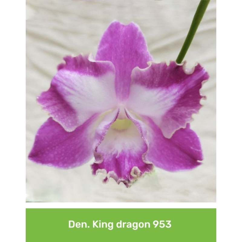 Anggrek Dendrobium King Dragon 953 Dewasa