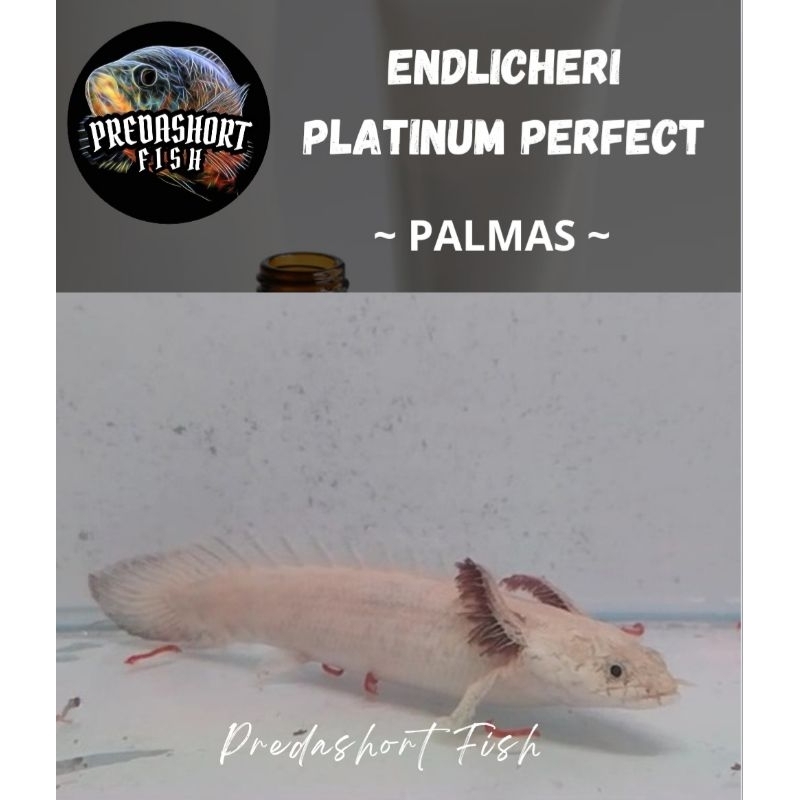 koleksi palmas endlicheri platinum 100% perfect guaranted