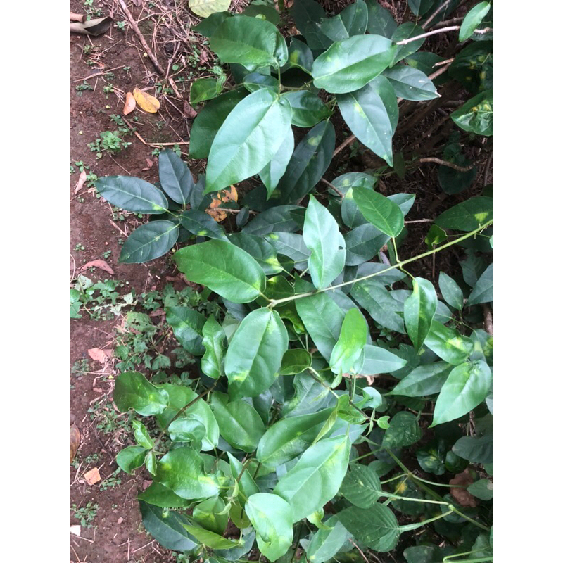 

daun cincau jelly 500gr segar tanpa pestisida