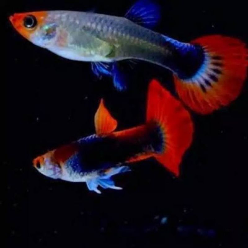 GUPPY TUXEDO KOI DUMBO EAR 1 SAMPAI 10 PASANG