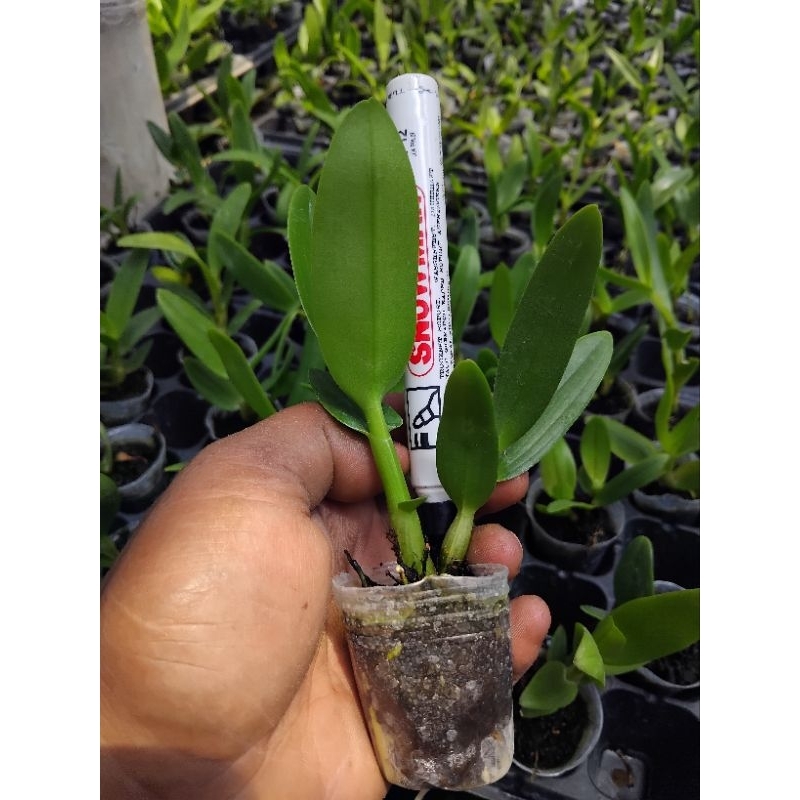 anggrek dendrobium ber id