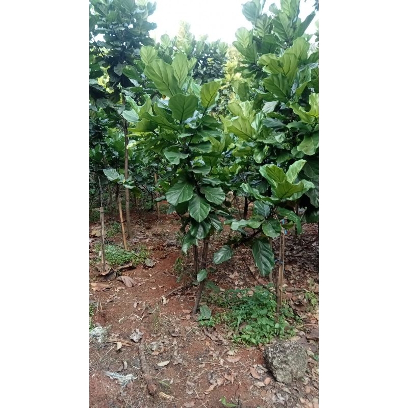 pohon Ketapang biola cantik tinggi 2 m / Ketapang biola tinggi 2 meter