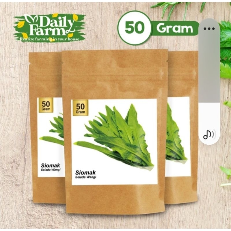 Benih Sayur Selada Siomak - Selada Wangi Siomak Hijau ( 50 Gram )