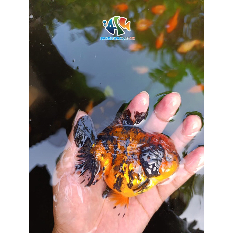 

OST TIGER goldf!sh/bahan berkualitas size 7-10cm