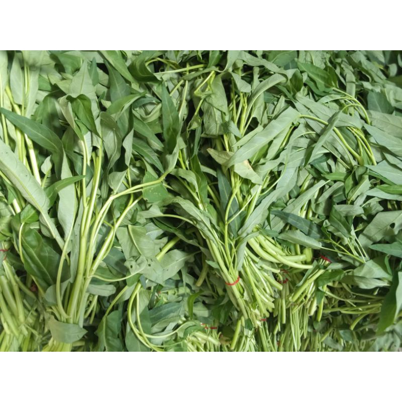 

kangkung_segar
