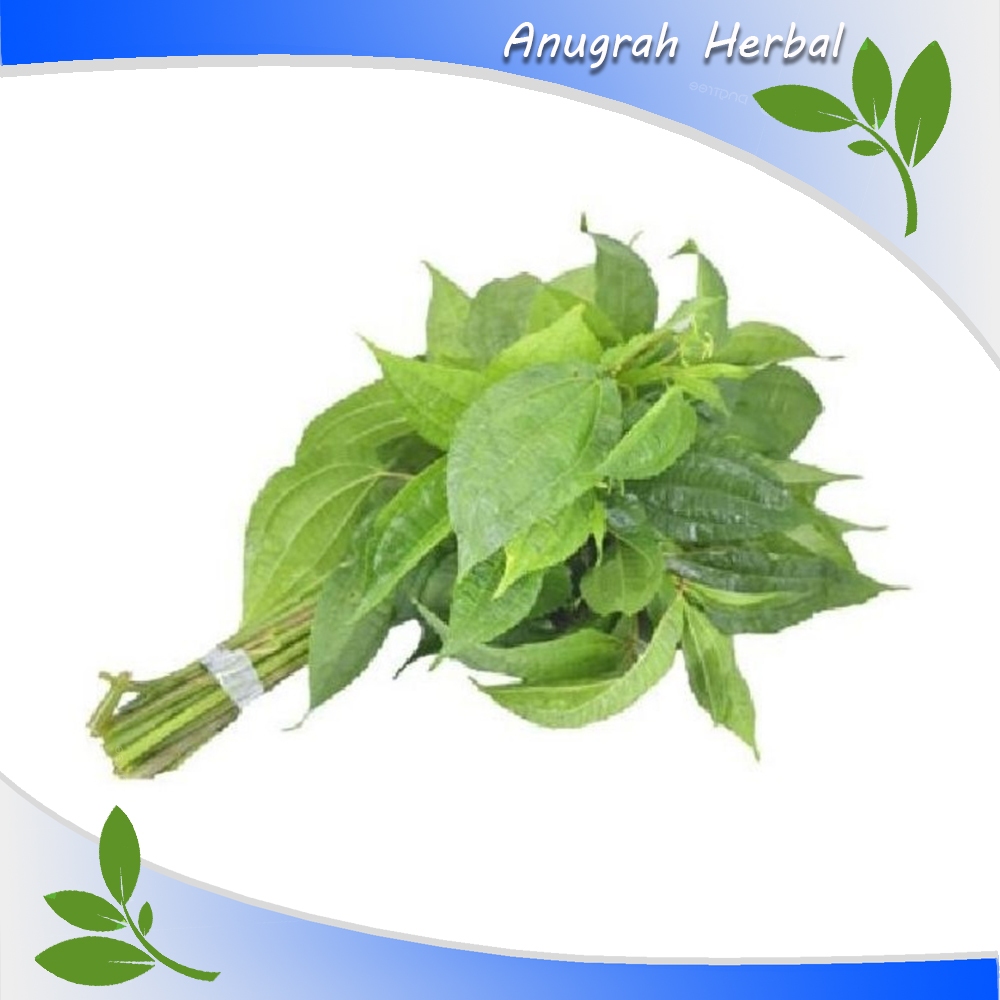 

Lalapan Daun Pohpohan Segar 200gr - Lalapan Khas sunda