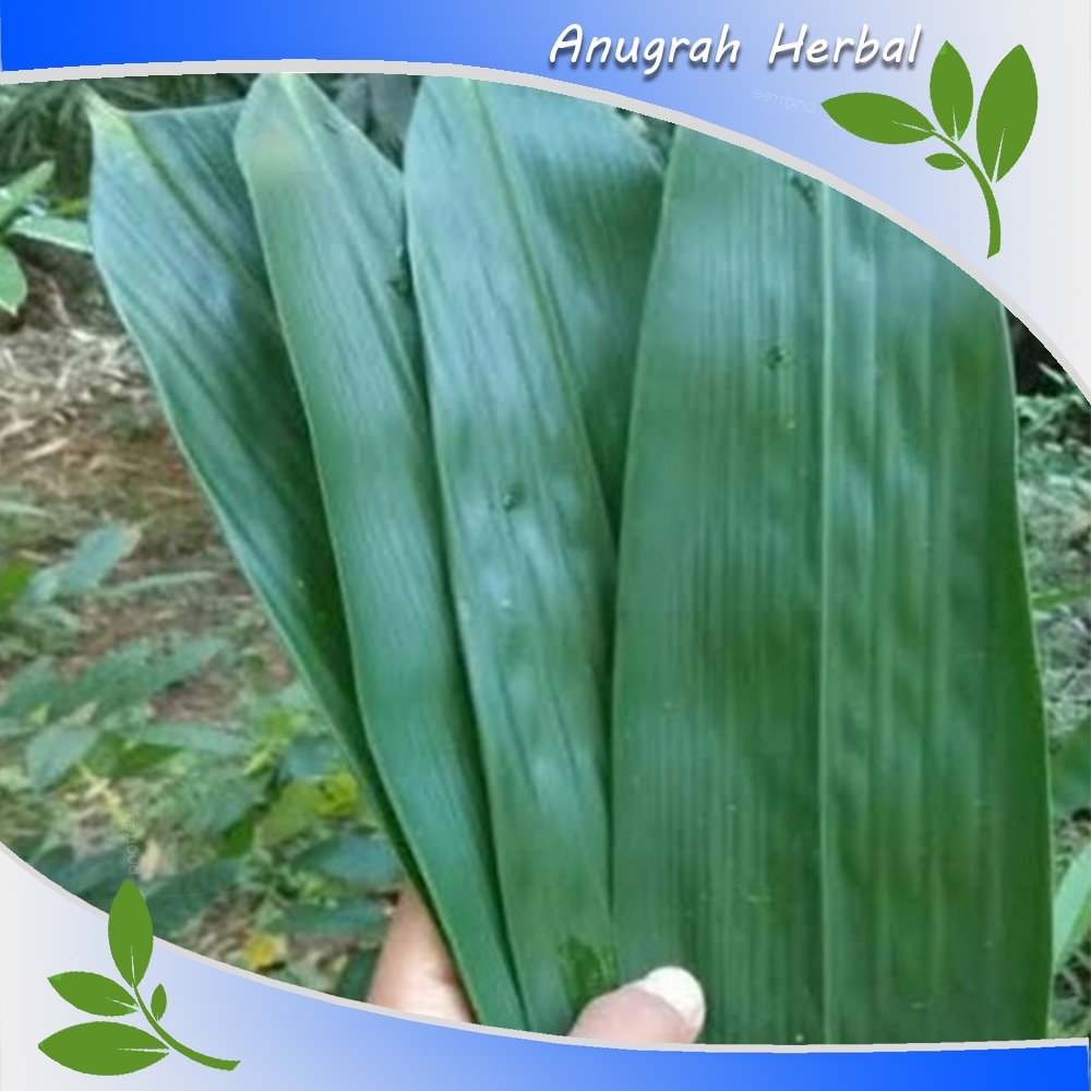 

Daun Bambu Jumbo 100 Lembar - Daun Bambu Bakcang - Daun Bacang fresh