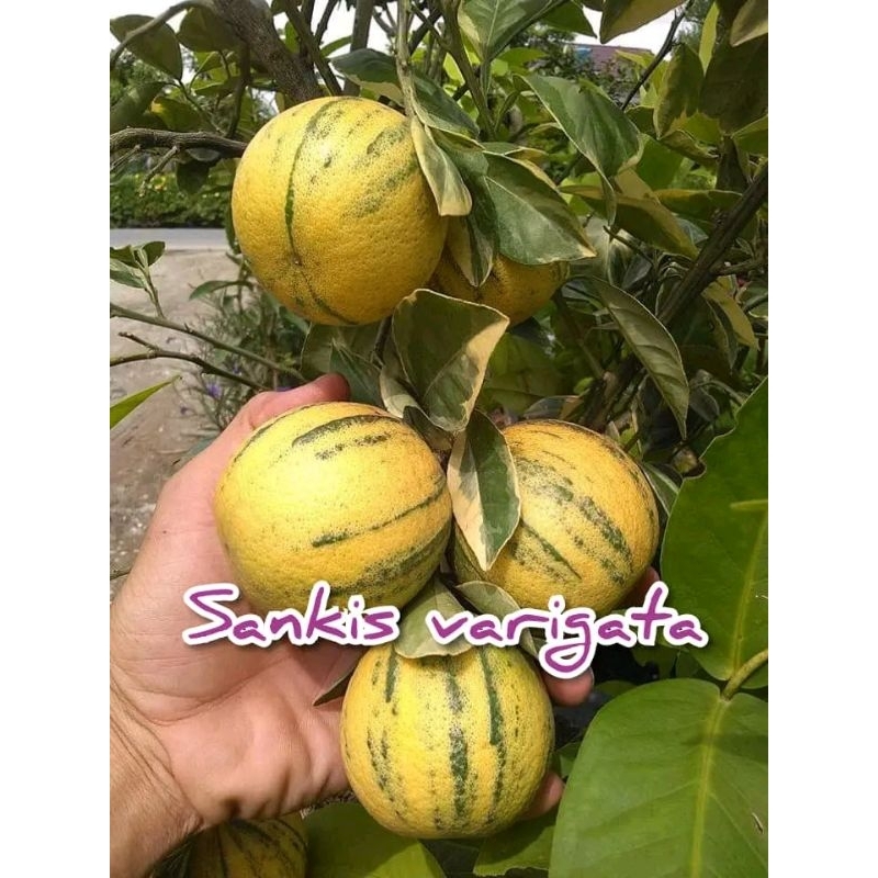 

Bibit JERUK SANKIST VARIGATA valid sudah berbuah