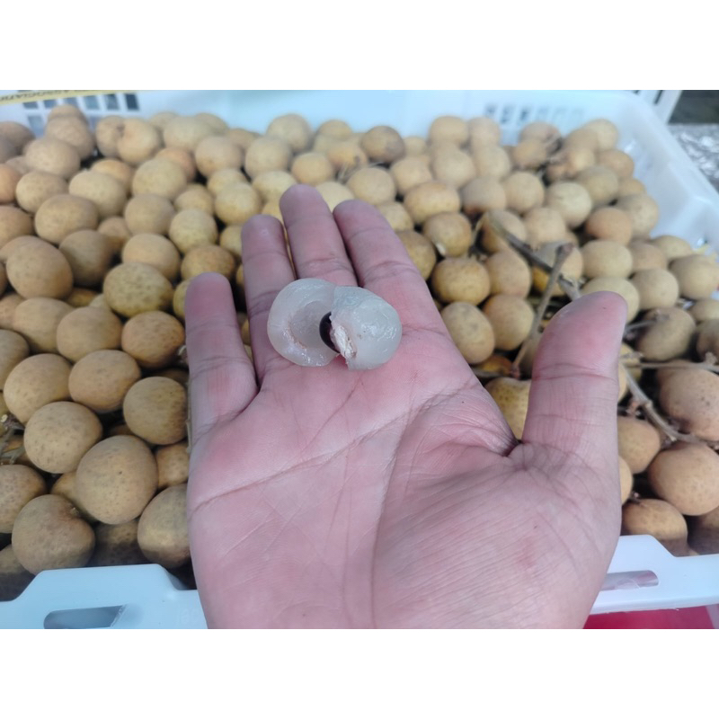 

LENGKENG BANGKOK HARGA 1KG PROMOOO !!!!