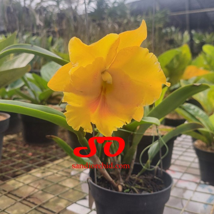 [ DEWASA ] Cattleya Blc. Haadyai Delight