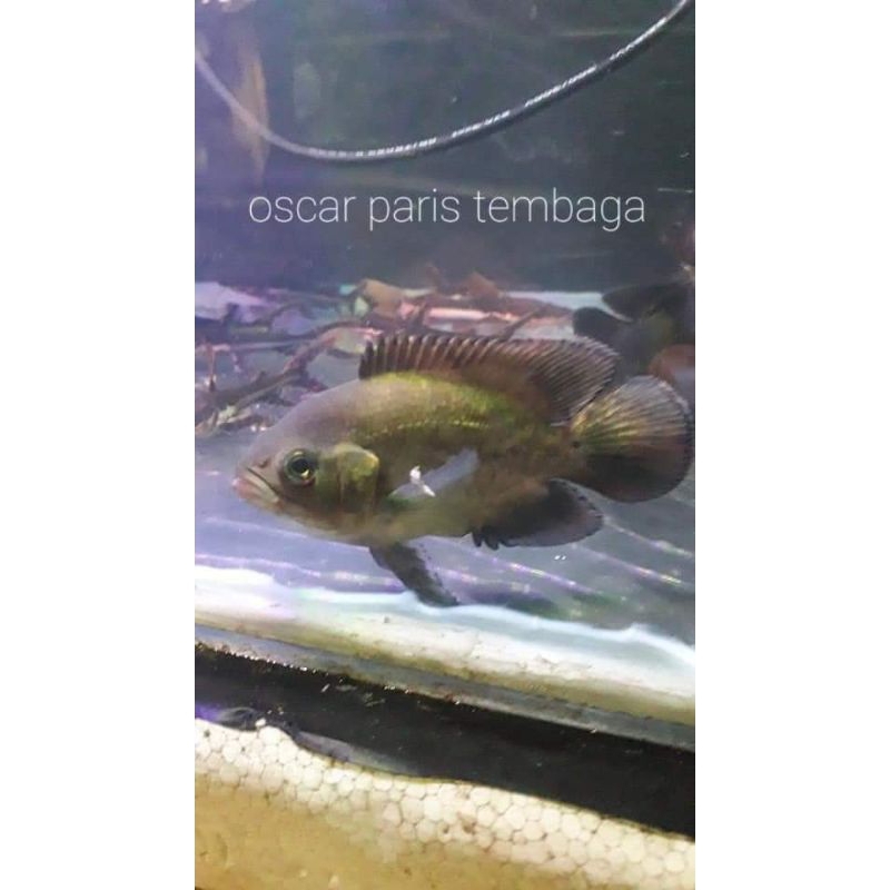 

ikanOscar paris tembaga