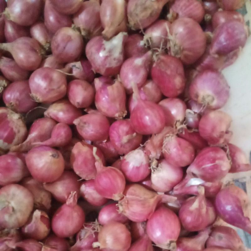 

Bawang Merah ( Tanggung )