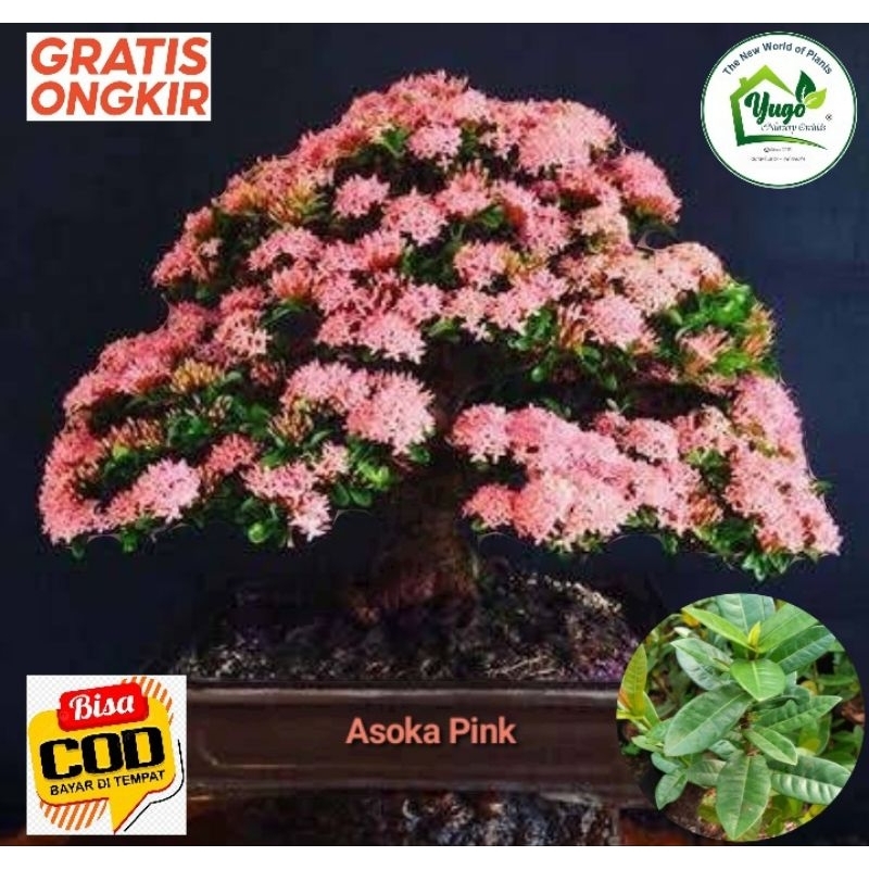 Asoka Pink Bahan Bonsai Asoka ping Tanaman Hias Soka ping