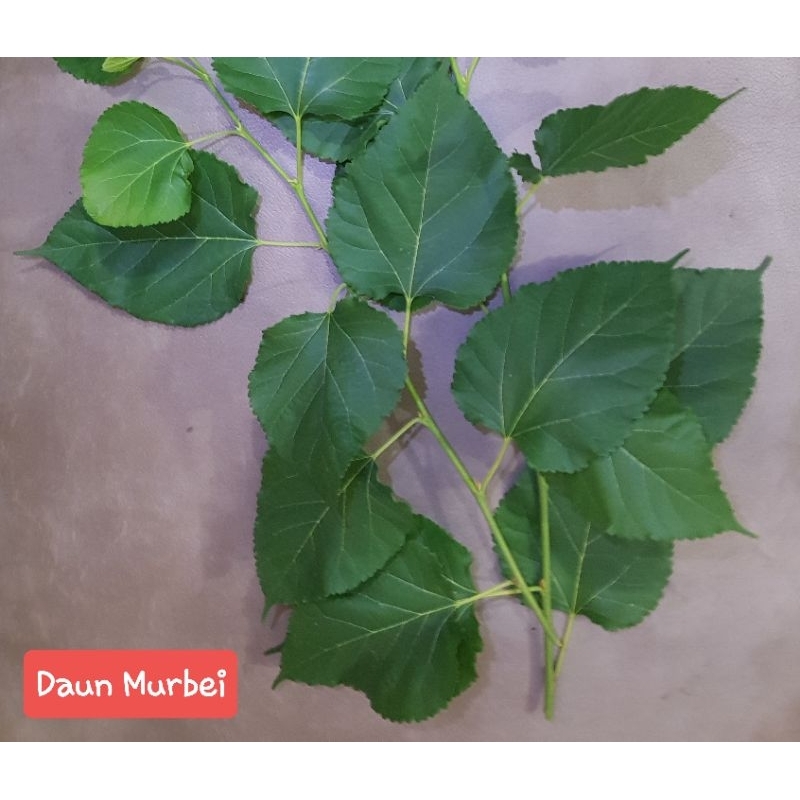 

Daun Murbei (donasi)