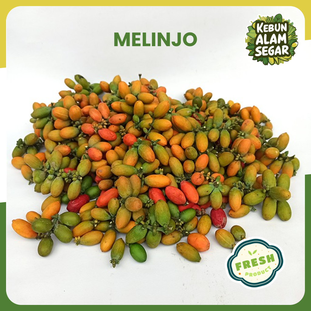 

BUAH MELINJO MENTAH SEGAR 500gr
