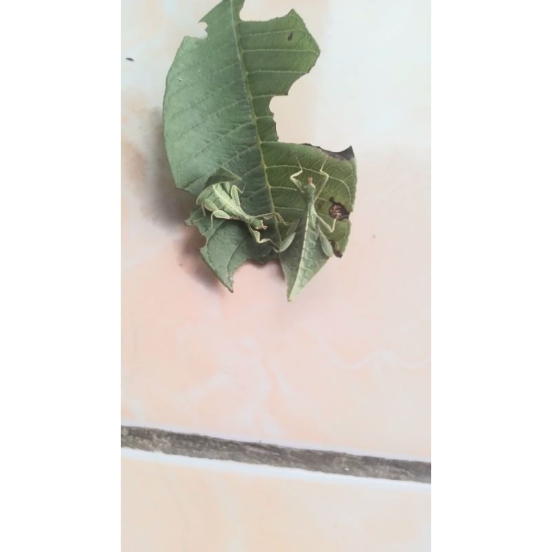 belalang daun hidup anakan satu ekor