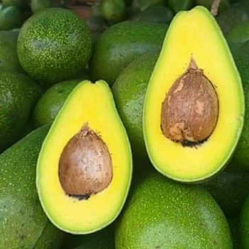 

Alpukat kualiatas super 1kg isi 3-4 buah