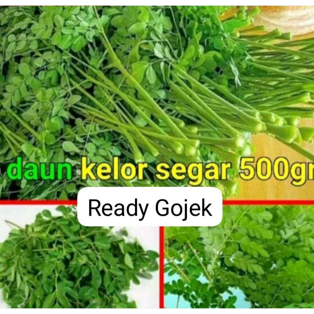 

DAUN KELOR SEGAR 1KG SEGAR PETIK DADAKAN SEGAR
