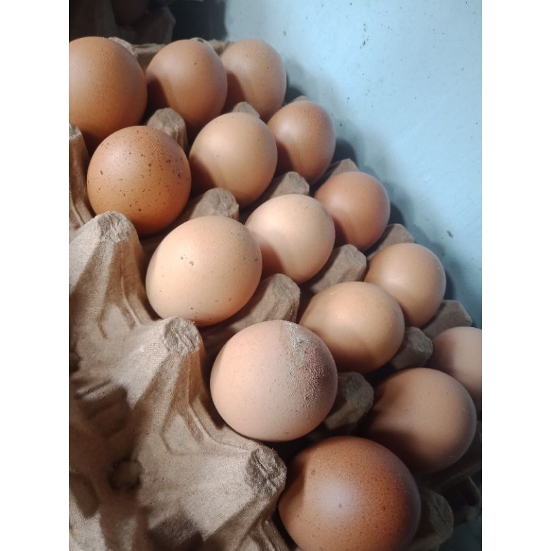 

telur ayam biasa,, 1 papan 53rb ukuran besar,, 50rb ukuran kecil