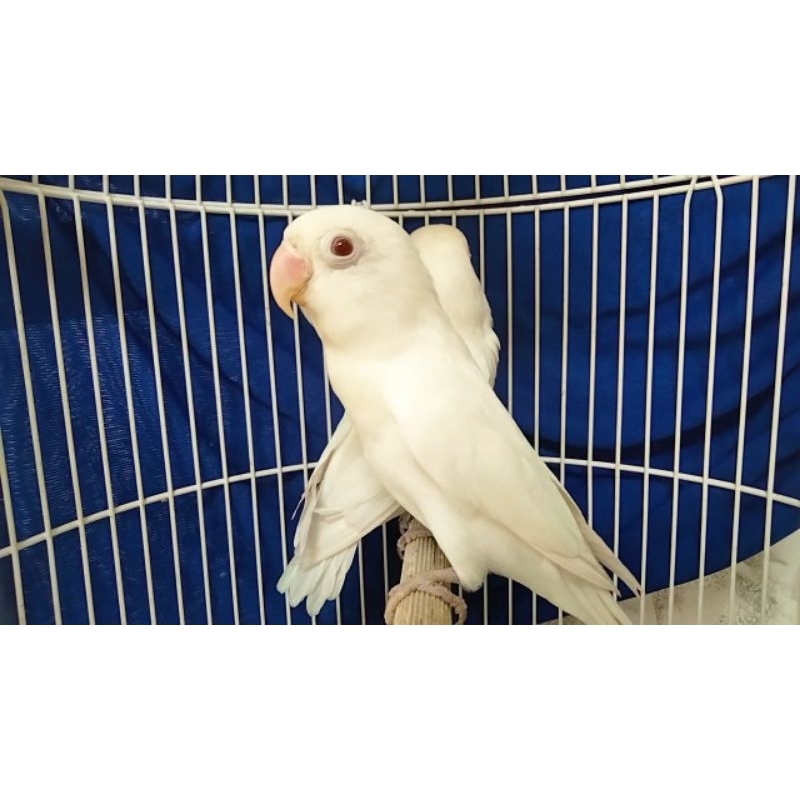 Lovebird albino mata merah burung hias aviary