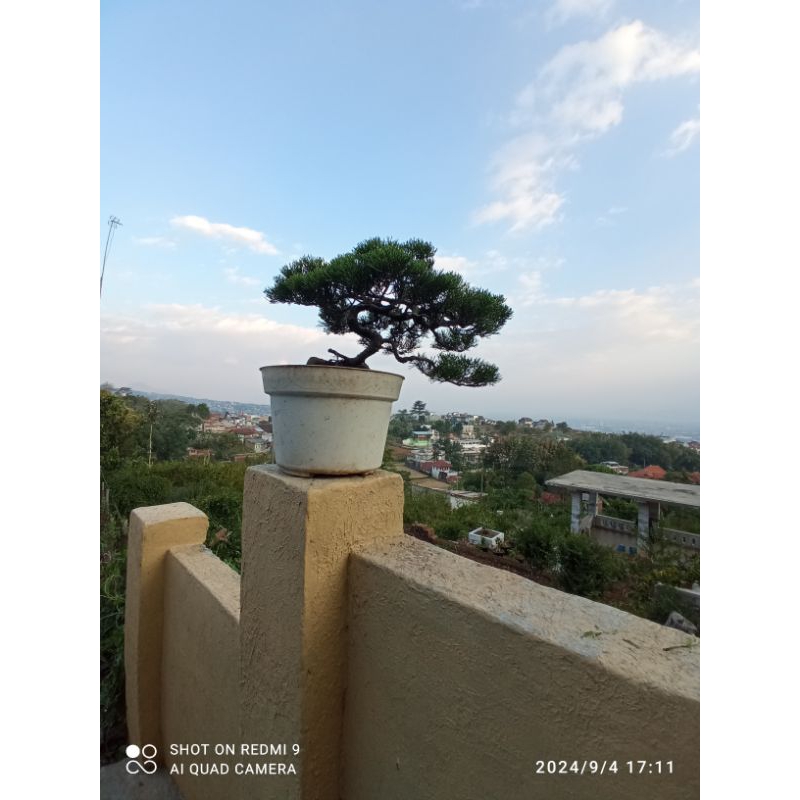 bonsai sinencis bonsai sinensis