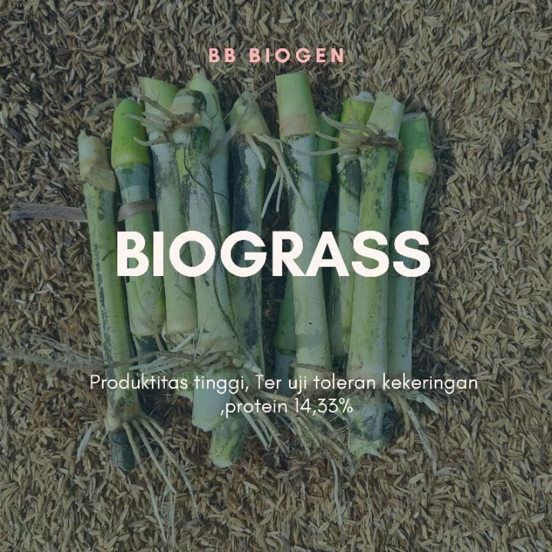 Bibit Rumput BB Biogen Biograss