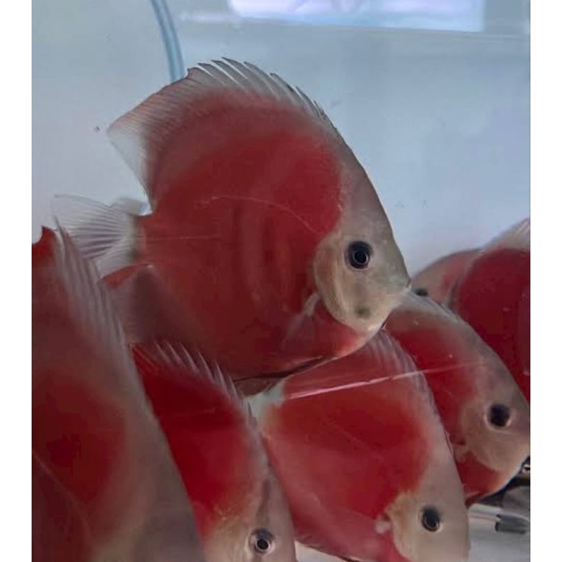 

Ikan Discus Red Cover , Yellow Pigeon , Blue Scorpion, Tiger, Leopard Snake Skin