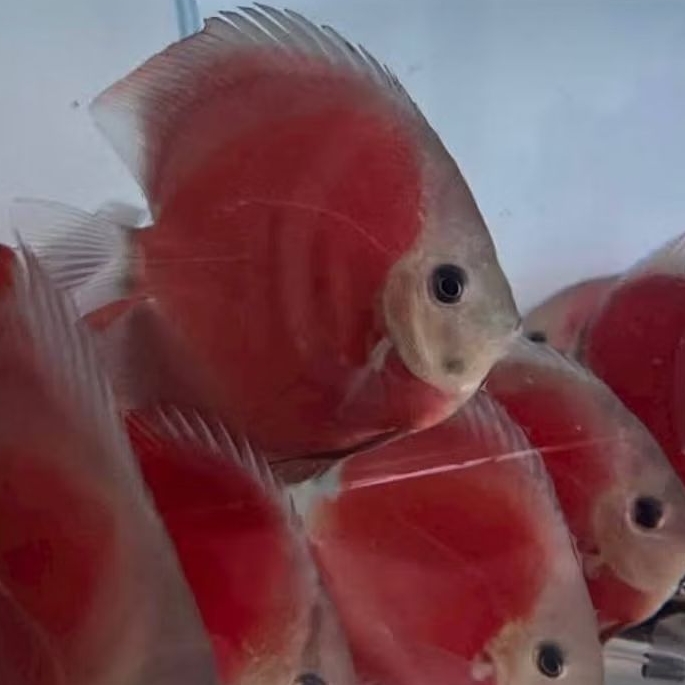 Ikan Discus 2'5 inch 3' inch  Red Cover, Red Pigeon, Red Cover blue rim, Panthera, Leopard, Red Melo