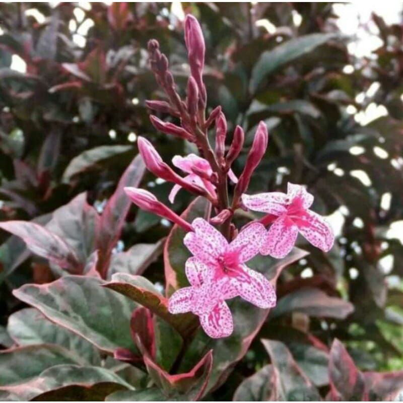 tanaman bunga melati jepang bunga merah daun merah