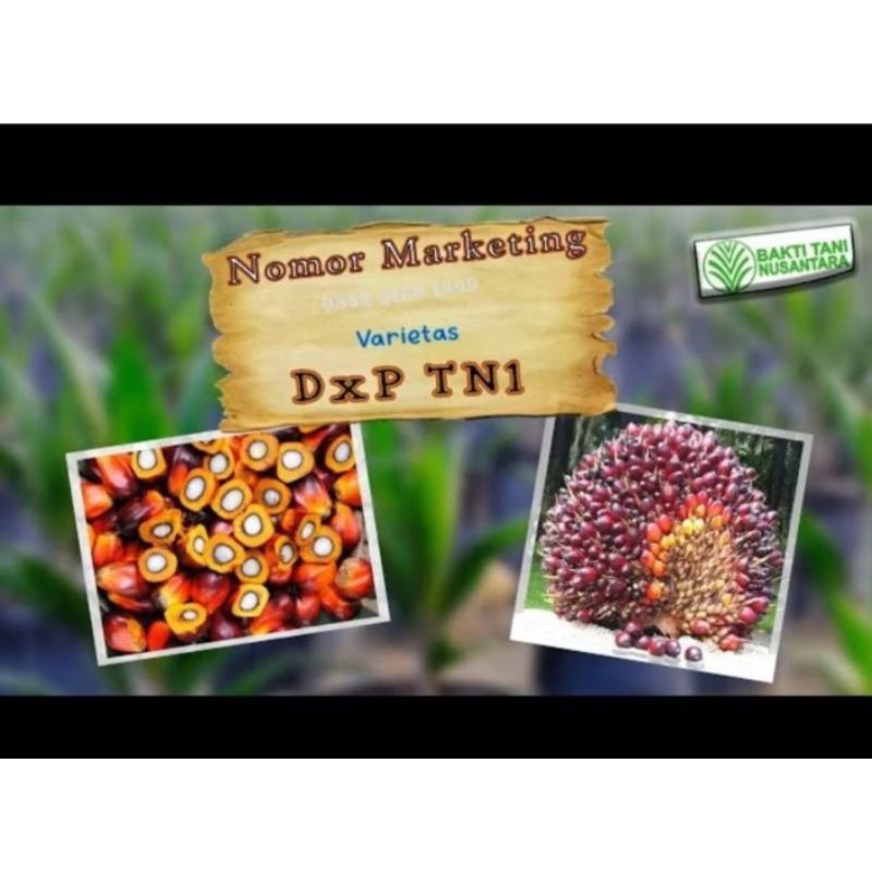 Harga Eceran 5000/Butir Benih sawit unggul TN1 ORIGINAL