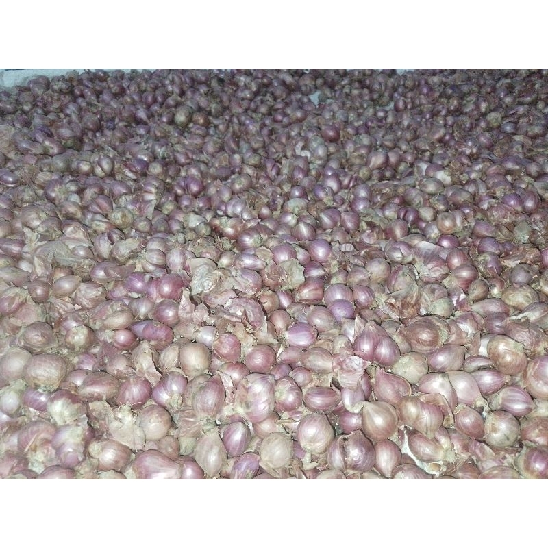 

TERMURAH Bawang Merah Brambang Bima Super 1 kg