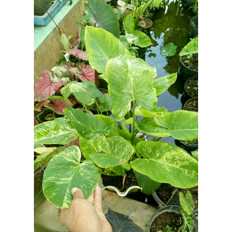 (Ukuran Besar) Homalomena Schismatoglottis Variegata