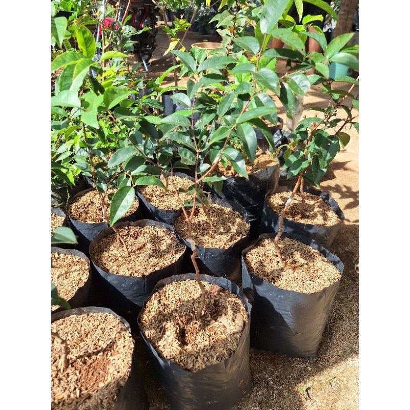 anggur brazil escarlate asli warna buah merah mudah berbuah