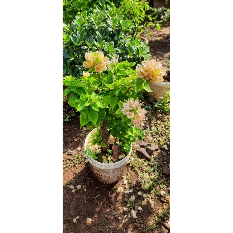 Bougenvile sgp bunga kuning/bunga kertas