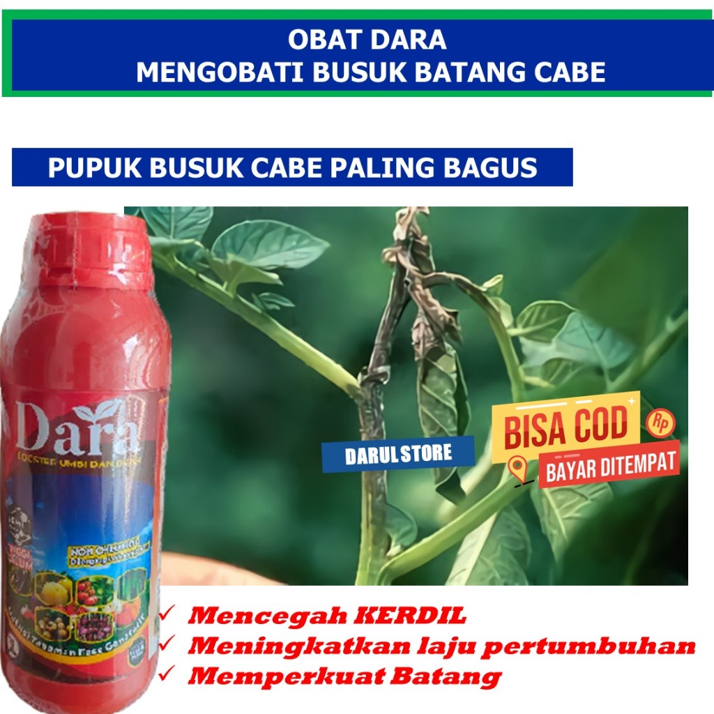 (PRODUK TERLARIS) DARA Obat Fungisida Atasi Penyakit Busuk Batang Cabai/Cabe, Obat Busuk Batang Caba
