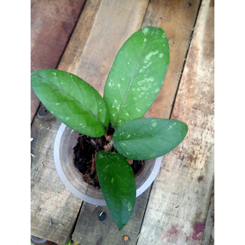 Tanaman Hias Hoya Sp Aceh